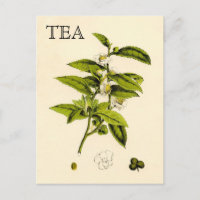 Vintage Tea Plant