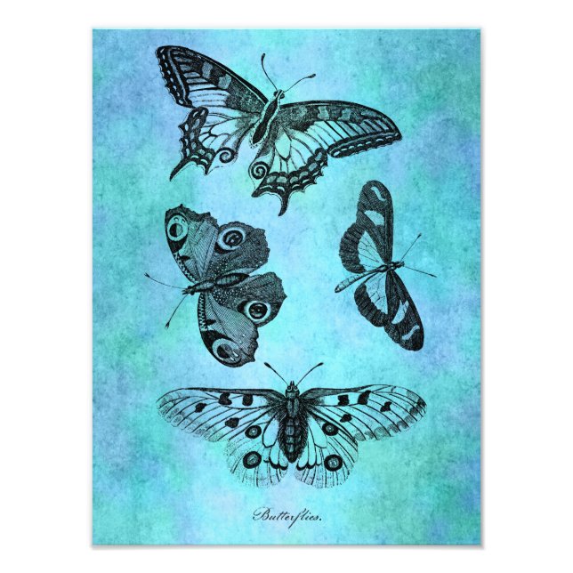 Vintage Teal Blue Butterfly Drawing - Butterflies Photo Print (Front)