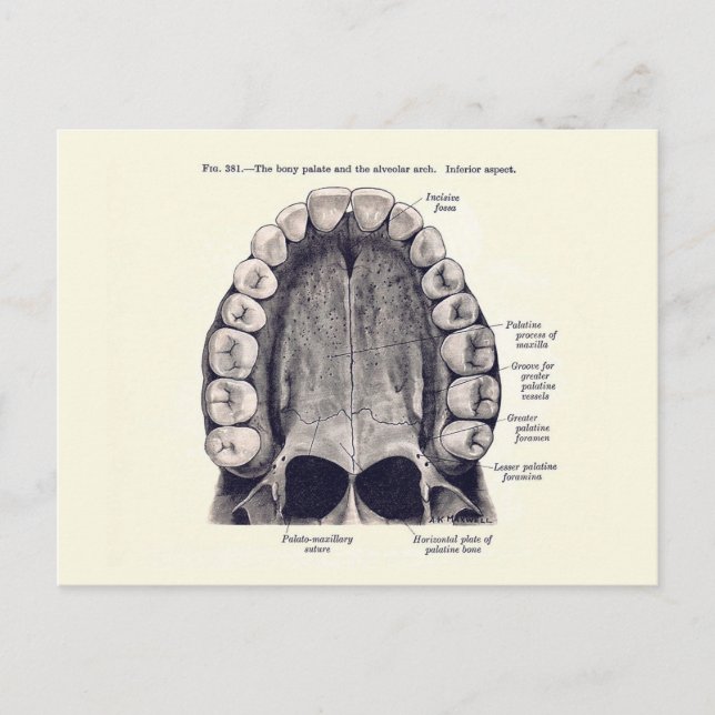 Vintage Teeth and Palate Diagram Postcard (Front)