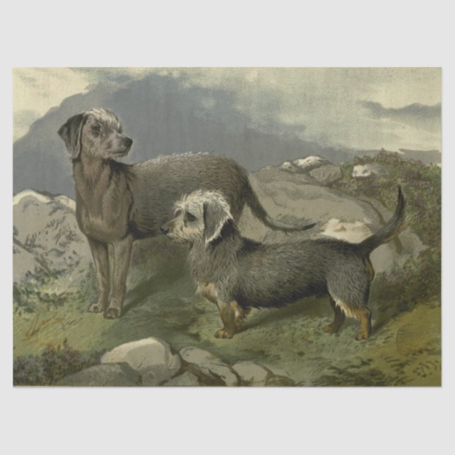 Vintage Terriers Tissue Paper (Front)