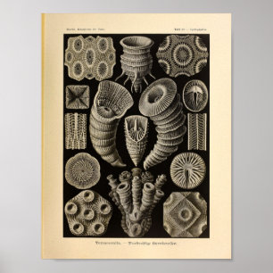 Vintage Tetracoralla Colour Ernst Haeckel Print
