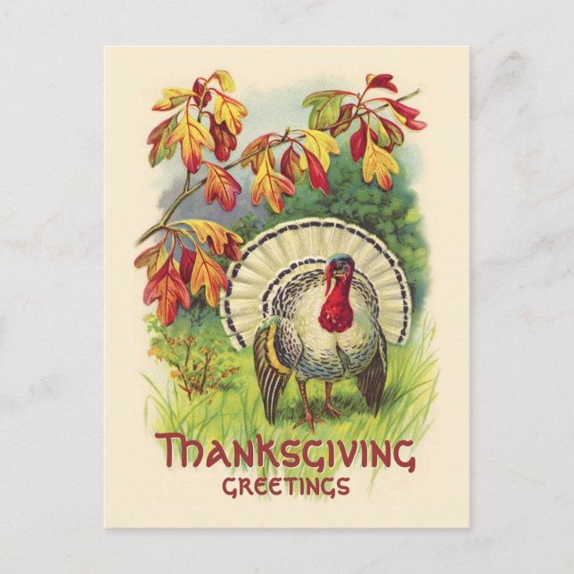 Vintage Thanksgiving Turkey postcard (Front)