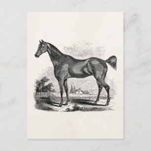 Vintage Thoroughbred Horse Equestrian Personalized Postcard