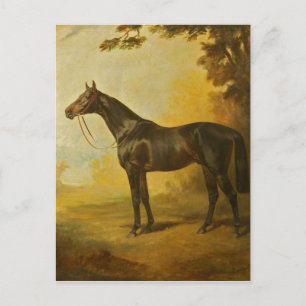 Vintage Thoroughbred Horse Postcard