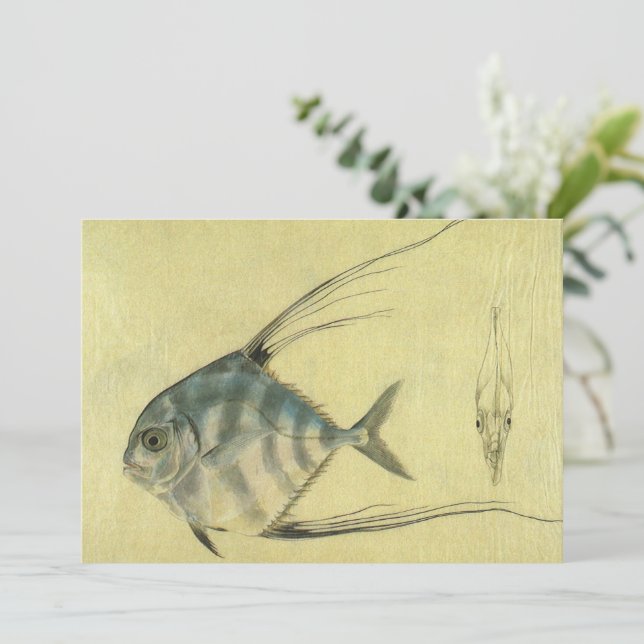 Vintage Threadfin Trevally, African Pompano Fish (Standing Front)