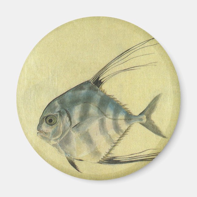 Vintage Threadfin Trevally, African Pompano Fish Magnet (Front)