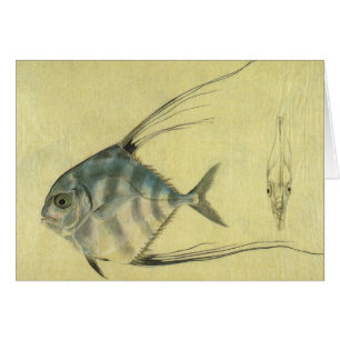 Vintage Threadfin Trevally, Pompano Africain Poiss