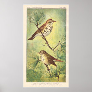 Vintage Thrush Poster