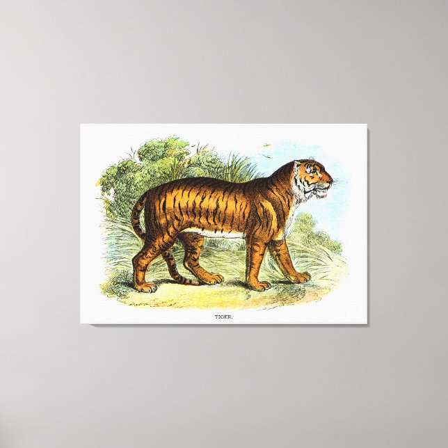 Vintage Tiger Animal Illustration Canvas Print (Front)