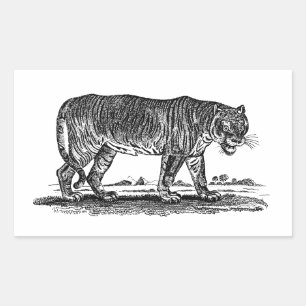 Vintage Tiger Illustration - 1800's Tigers African Sticker