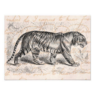 Vintage Tiger Illustration Tigers Template Photo Print