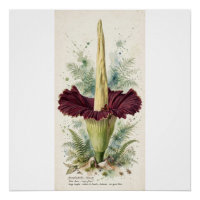 Vintage Titan Arum Botanical Illustration Wood Wal