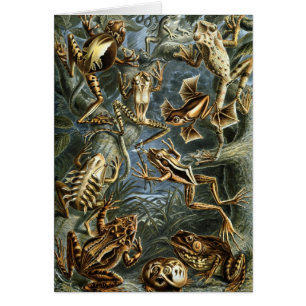 Vintage Toads and Frogs Batrachia by Ernst Haeckel