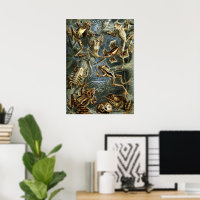 Vintage Toads and Frogs Batrachia by Ernst Haeckel