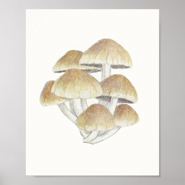 Vintage Toadstool Mushroom Fungus Fungi Poster (Front)