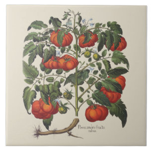 Vintage Tomato Print Tile