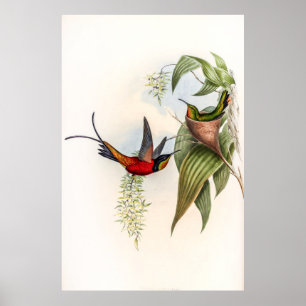 Vintage Topaza Pyra Hummingbirds by John Gould Poster