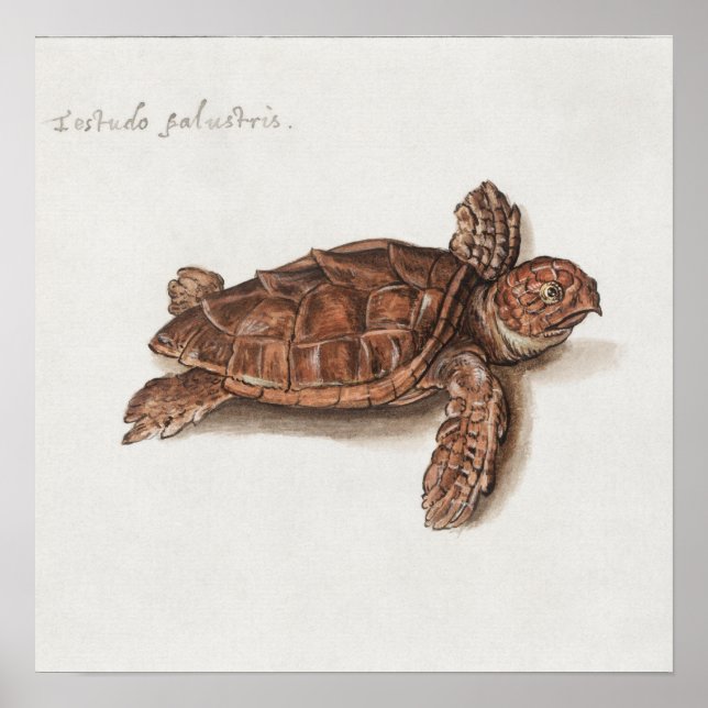 Vintage Tortoise Illustration Poster (Front)