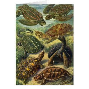 Vintage Tortoises and Sea Turtles by Ernst Haeckel