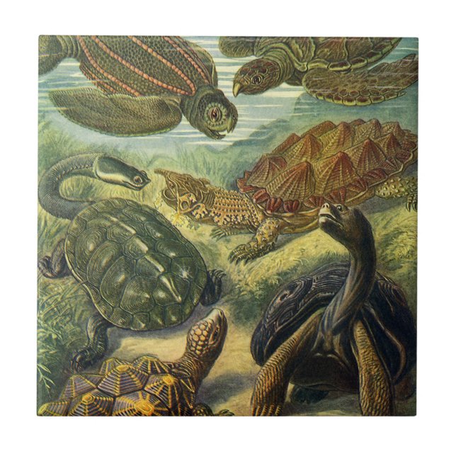 Vintage Tortoises and Sea Turtles by Ernst Haeckel Tile (Front)