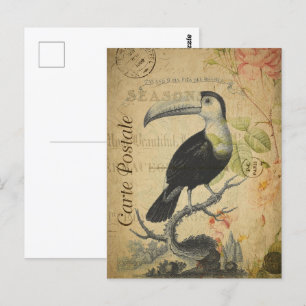 Vintage Toucan Bird Postcard