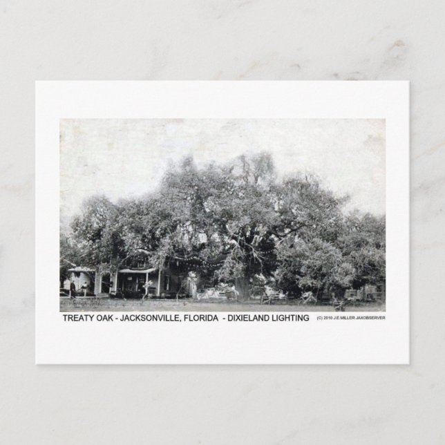 Vintage Treaty Oak Jacksonville Florida Postcard (Front)