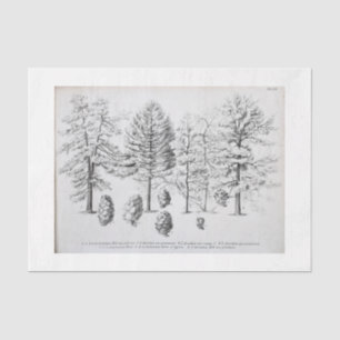 Vintage Tree Ephemera Decoupage Pine cone Tissue Paper