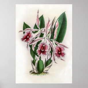 Vintage Trichopilia Lepida Orchid Flower Poster