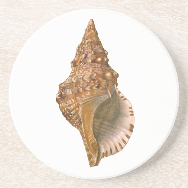 Vintage Triton Seashell Shell, Marine Ocean Animal Coaster (Front)