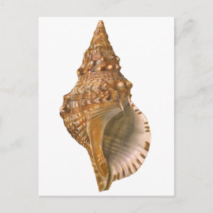 Vintage Triton Seashell Shell, Marine Ocean Animal Postcard
