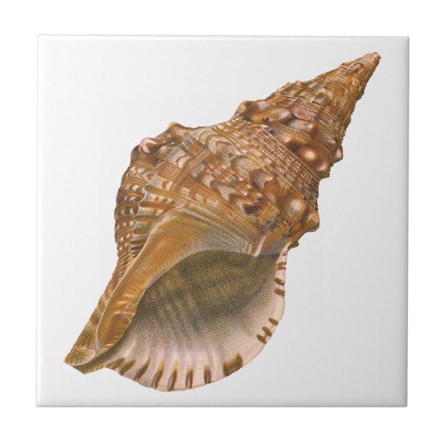 Vintage Triton Seashell Shell, Marine Ocean Animal Tile (Front)