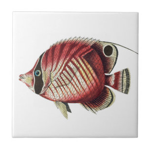 Vintage Tropical Angel Fish Tile