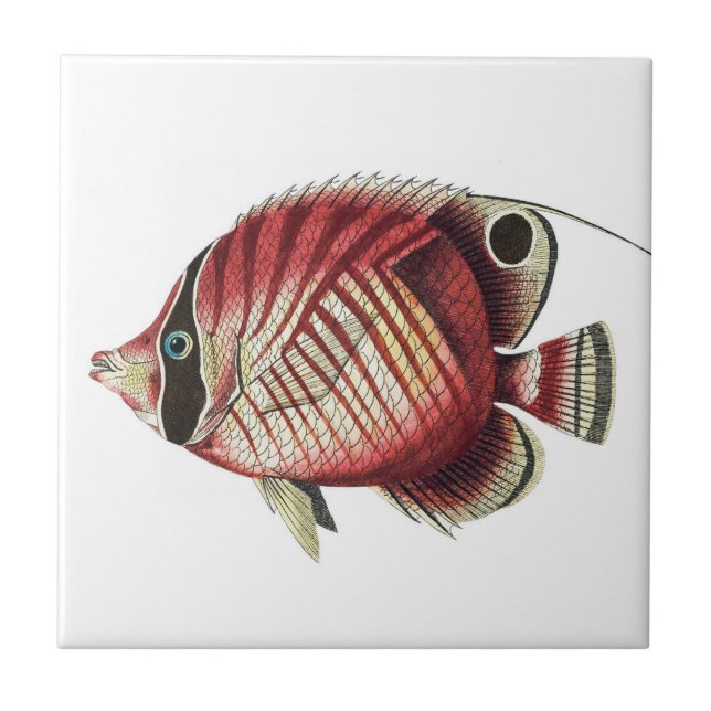 Vintage Tropical Angel Fish  Tile (Front)