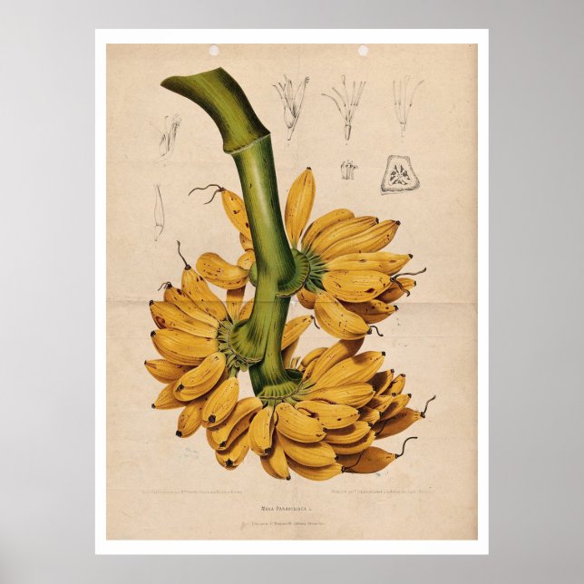 Vintage Tropical Banana Poster (Front)