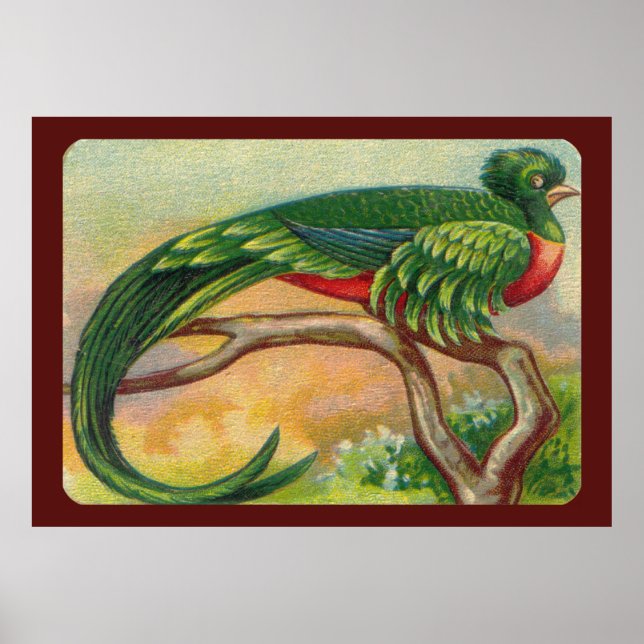 Vintage Tropical Bird Print (Front)