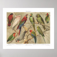 Vintage Tropical Birds Colourful Parrots 