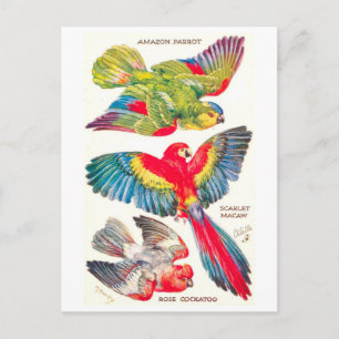 Vintage Tropical Birds Postcard