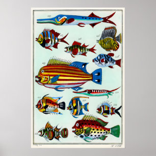 Vintage Tropical Fish a3 A4 Matte Fine Art Print