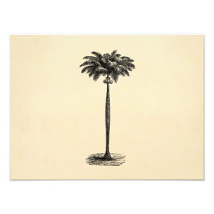 Vintage Tropical Island Palm Tree Template Blank Photo Print