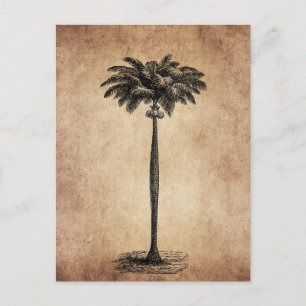 Vintage Tropical Island Palm Tree Template Blank Postcard