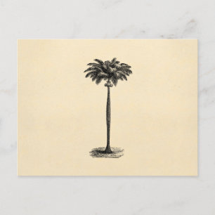 Vintage Tropical Island Palm Tree Template Blank Postcard