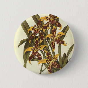 Vintage Tropical Odontoglossum Orchid Flowers 2 Inch Round Button