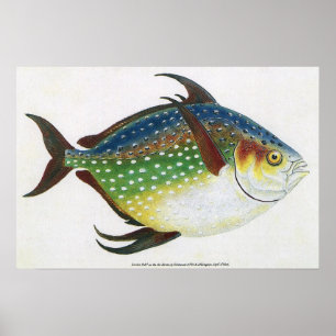 Vintage Tropical Opah Fish, Marine Aquatic Animal Poster