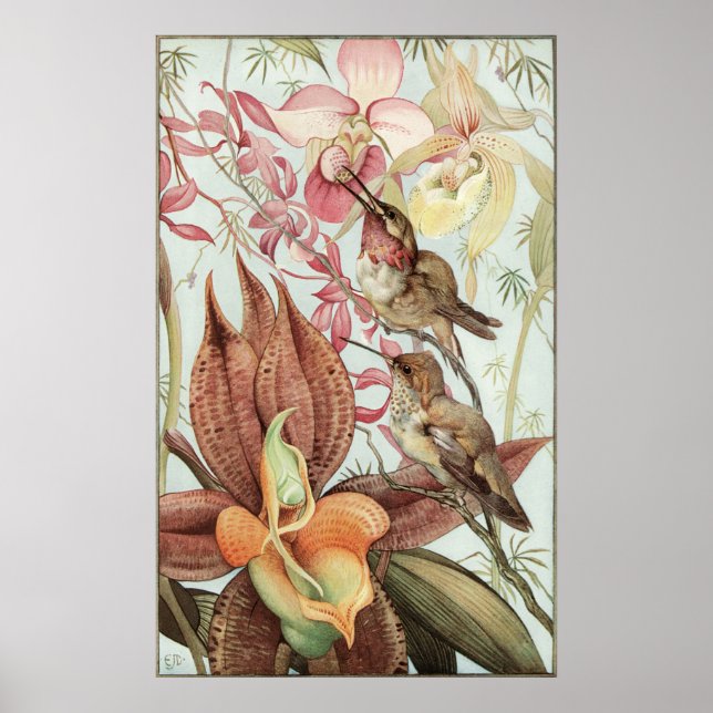 Vintage Tropical Orchids, Flowers and Hummingbirds Poster (Front)