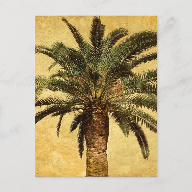Vintage Tropical Palm Tree Postcard (Front)