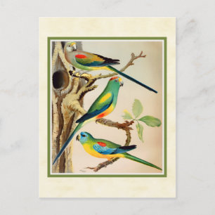 Vintage Tropical Parakeets Postcard