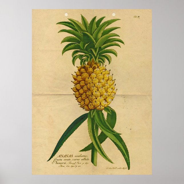 Vintage Tropical Pineapple Poster (Front)