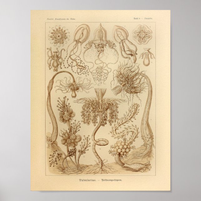 Vintage Tubulariae Colour Ernst Haeckel Print (Front)