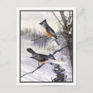 Vintage Tufted Titmouse - Robert Bruce Horsfall Postcard