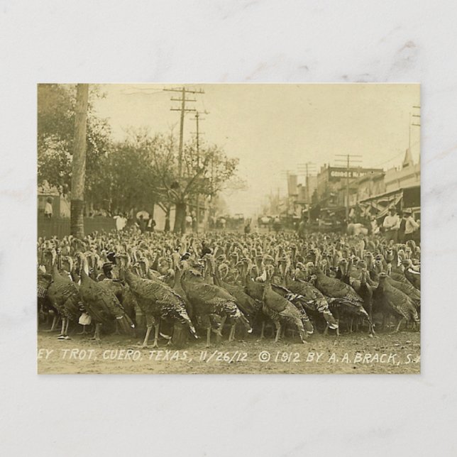 Vintage Turkey Farm Photograph Postcard (Front)